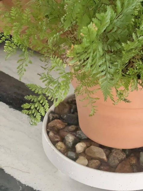 Indoor Pebble Garden, Pebble Bowl Diy, Pebble Trays For Humidity, Humidity Tray For Plants Diy, Pebble Trays For Plants, Plant Saucers, Fiddle Leaf Tree, Thanksgiving Cactus, Cactus House Plants