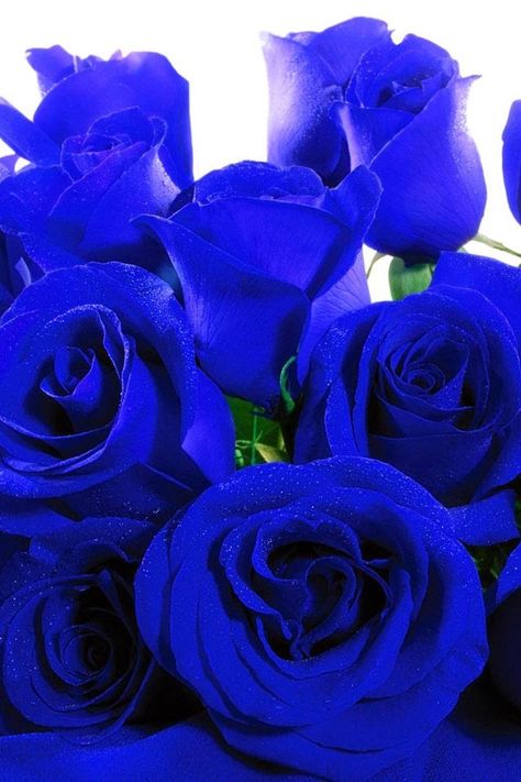 Royal blue roses Royal Blue Roses, Blue Roses Wallpaper, Rooting Roses, Rose Belle, Rare Roses, Roses Wallpaper, Rose Seeds, Beautiful Rose Flowers, Rose Wallpaper