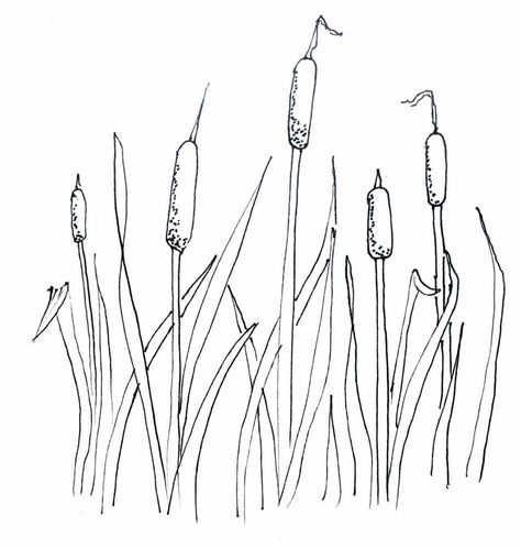 Cattails Plant Coloring Pages Cat Tail Plant, Inkscape Tutorials, Cat Tail, Plant Drawing, Flower Coloring Pages, Stencil Painting, Cat Drawing, Pyrography, Fabric Painting