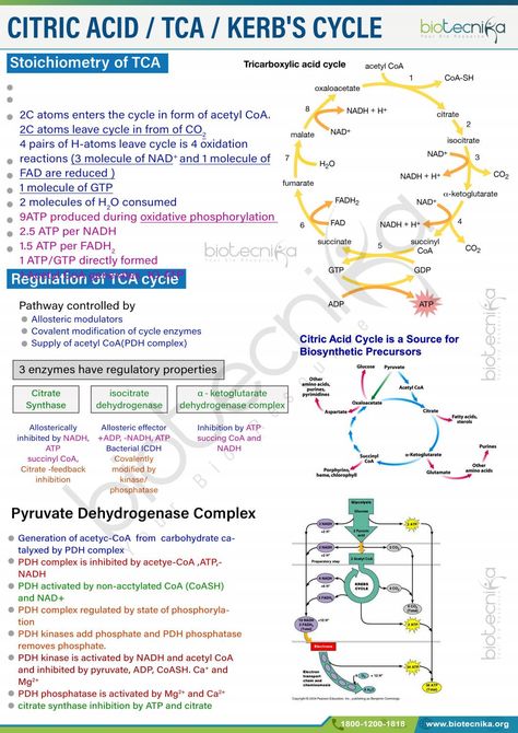 Krebs Cycle Notes, Carbohydrates Biology, Mcat Study Schedule, Pharmacology Mnemonics, Citric Acid Cycle, Biochemistry Notes, Biology College, Learn Biology, Plant Physiology