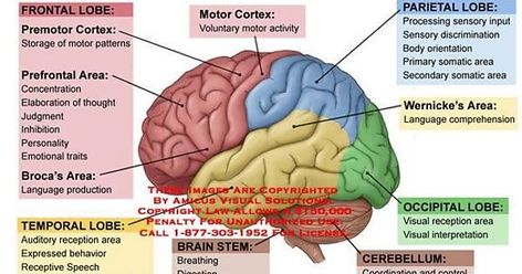 Brain Function #medicalschool #resources #medicalstudent - Image Credits: Jimilyn Butt Brain Lobes And Functions, Lobes Of The Brain, Functions Of The Brain, Brain Anatomy And Function, Brain Lobes, Brain Parts, Brain Facts, Brain Anatomy, The Human Brain