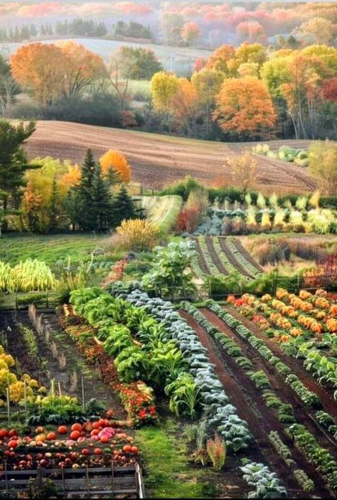 Patiently waiting for Autumn 🍂🌿🌰🌿🍁 LMBO...  who am I kidding, I'm not being patient at all, hurry up and get here already 🍂🌰🍁 Waiting For Autumn, Fall Vegetable Garden, Vegetable Garden Layout, Vegetable Garden Ideas, Farm Pictures, Garden Layout Vegetable, Sunken Living Room, Farm Lifestyle, Future Farms