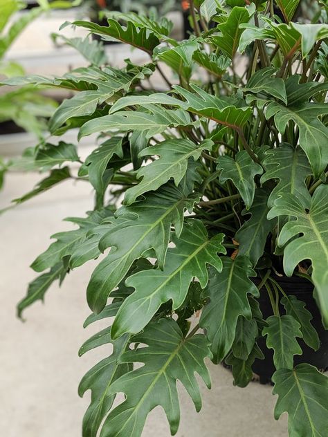 Philodendron xanadu care: Bushy and beautiful winterbourn Philodendron Care Tips, Philodendron Care, Garden Uk, Easy House Plants, Philodendron Plant, Bamboo Garden, Garden Porch, Pothos Plant, Fast Growing Plants