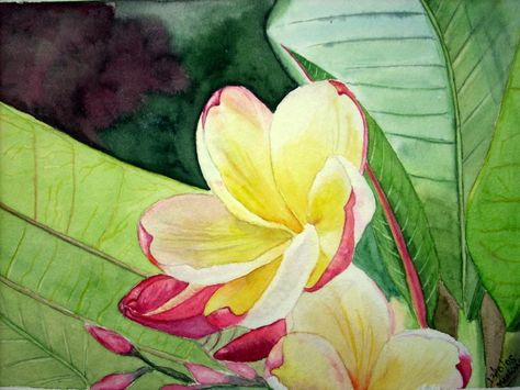 plumeria Plumeria Watercolor, Floral Watercolor Painting, Floral Watercolor Paintings, Plumeria Flowers, Fine Artwork, Painting Wall Art, Water Painting, Painting Wall, Giclee Art Print