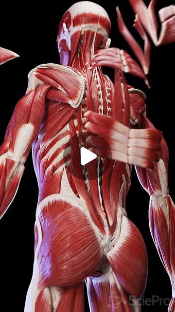 SciePro on Instagram: "🔍 Dive Into the Strength of the Back Muscles 🔍   Explore the complex network of muscles that make up your back. From the superficial trapezius to the deeper layers like the erector spinae, these muscles are crucial for supporting your spine, facilitating movement, and maintaining posture.   Discover how strengthening these muscles can improve your overall health and prevent back pain.   Perfect for fitness enthusiasts and anyone interested in anatomy.   #BackMuscles #FitnessEducation #PostureSupport #SciePro #science #med #meded #education #health #pt #physio #physique #muscle #workout #medstudent #study #back #backpain #3d #vray" Body Muscle Anatomy, Muscular System Anatomy, Erector Spinae, Human Anatomy Model, Human Back, Muscle Workout, Anatomy Models, Muscular System, Human Body Anatomy