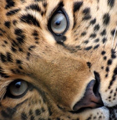 Leopard Animal Aesthetic, Tiger Widget, Feline Beauty Aesthetic, Cheetah Widget, Tiger Aesthetics, Jaguar Aesthetic, Blue Ipad Wallpaper, Blonde Glamour, Brown Aura