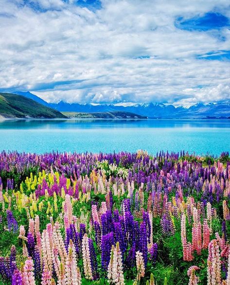 Lake Tekapo,New Zealand from New Zealand (@travelnewzealand) on Instagram: “Lovely Lupins by the lake @pixelnlight” #NZ_lakes #laketekapo_NZ Sand Landscape, New Zealand Beach, New Zealand Adventure, Visit New Zealand, Oceania Travel, New Zealand Travel, Beautiful Places To Visit, Australia Travel, Tasmania