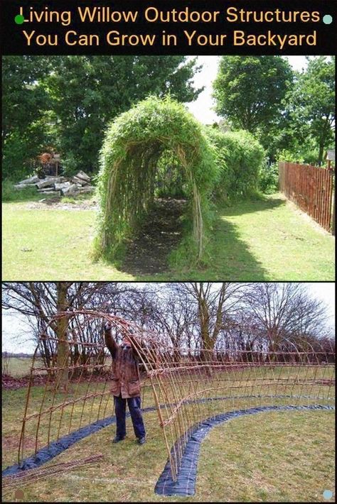 Willow Structures, Living Willow, نباتات منزلية, Garden Types, Backyard Living, Diy Backyard, Outdoor Projects, Dream Garden, Garden Planning