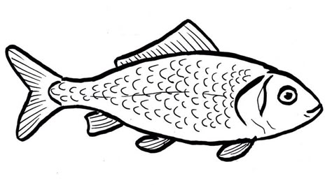 Salmon Drawing Simple, Fish Outline Drawing, Drawing Of A Fish, Fish Drawing For Kids, Art Room Rules, Fish Outline, Wood Burning Patterns Stencil, Deco Marine, Easy Animal Drawings