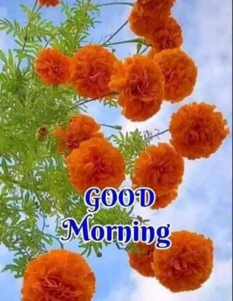 Good Morning Flowers Awesome, शुभ सकाळ, Happy Sunday Images, Spinach Alfredo, Latest Good Morning Images, Happy Good Morning Images, Sunday Images, Happy Day Quotes, Morning Photo