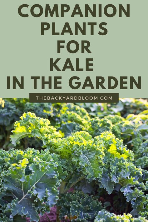 Companion Plants for Kale In The Garden Planting Kale, Plant Companions, Homestead Garden Layout, Planting Chart, Kale Plant, Companion Planting Guide, Companion Planting Chart, Growing Kale, Companion Planting Vegetables