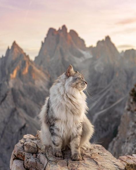 Siberian Cat Aesthetic, Siberian Reinhardt, Warriors Oc, Siberian Forest Cat, Mountain Cat, Cat Anatomy, Cat References, Adventure Cat, Cute Dogs Images