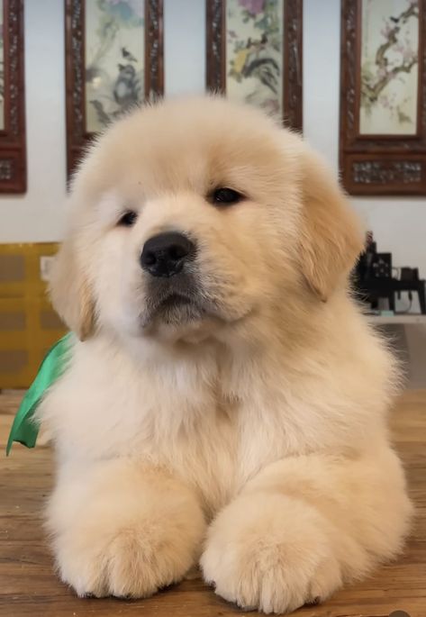 Big Golden Retriever, Chien Golden Retriever, Cute Fluffy Dogs, Cute Puppies And Kittens, Cutest Puppy Ever, Cute Dog Wallpaper, Samoyed Puppy, Puppy Sitting, Cute Dogs Images