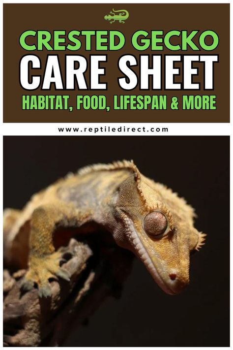 A care sheet advertisement for Crested Geckos, featuring a close-up image of a crested gecko on a branch with the text 'Crested Gecko Care Sheet: Habitat, Food, Lifespan & More' displayed above the image Crested Gecko Habitat, Crested Gecko Care, Pet Reptiles, Lizard Habitat, Gecko Habitat, Gecko Food, Reptile Care, Crested Gecko, Food Options