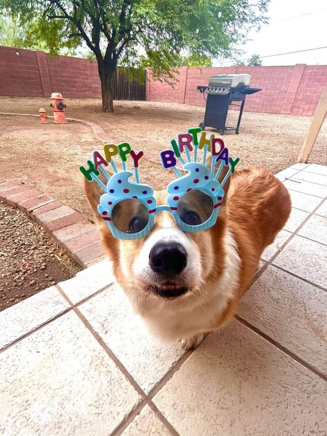 Happy Birthday Corgi, Corgi Birthday, Celebrating Birthday, Birthday Memes, Melting Moments, Cool Shades, Dog Birthday Party, Happy Tails, Birthday Meme