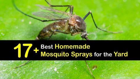 An infestation of gnats in your house can be extremely annoying. Learn how to make a homemade gnat spray to eliminate these pests for good. Diy Misquote Repellent For Yard, Homemade Mosquito Spray For Yard, Listerine Mosquito Spray, Bug Spray For Yard, Misquote Repellent Yards, Mosquito Spray For Yard, Diy Mosquito Spray, Homemade Mosquito Spray, Gnat Spray