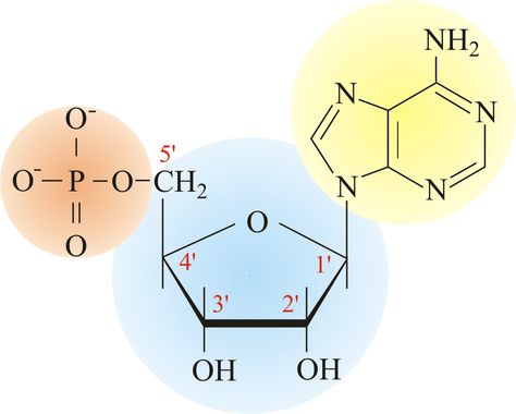 Macromolecules: Nucleotides are monomers in nucleic acid. Nucleotide Structure, Nucleic Acid Structure, Nitrogenous Base, Study University, Bio Notes, Biology Revision, Graphic Communication, Tissue Types, Chemistry Lessons