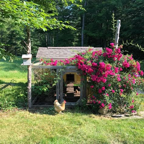 Olivia Lacy🕊 Furniture Artist on Instagram: “If I were a chicken...I would be happy here 🐥🌹🌹 • • • #pigeonandpip #chickencoopsofinstagram #chickenhouses #thelifeofachicken…” Gardening Around Chicken Coop, Moody Chicken Coop, Home Chicken Coop, Chicken Coop Flower Bed, Cute Farm Aesthetic, Chicken Coop Flowers, Chicken Wheel, Animal Sanctuary Aesthetic, Tiny Chicken Coop