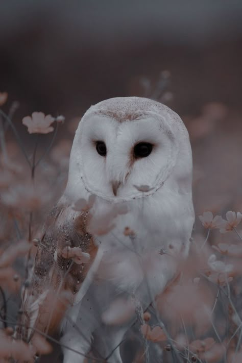 Owl Wallpaper Iphone, Owl Photography, Bird Identification, Barn Owls, Owl Wallpaper, Snow Owl, Cute Owls, Owl Pictures, Beautiful Owl