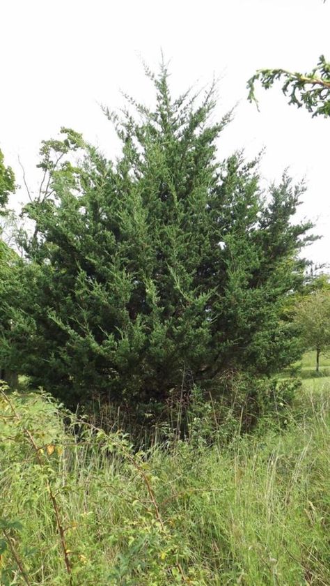 Juniperus Virginiana, Screen Plants, Planting Guide, Plants And Gardening, Evergreen Trees, Life Form, Black Walnut, Planting, Manhattan