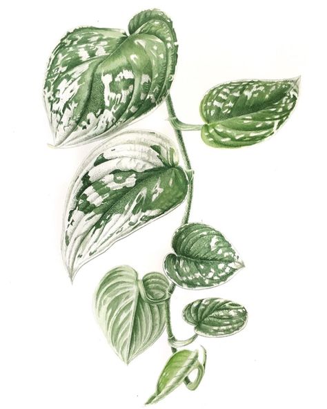 Anne Pieussergues Dherbicourt on Instagram: “Scindapsus Pictus Silvery Ann is finished 🌿 step 3🌿 🌿 #botanical #botanique #botanicalpainting #botanicalillustration #aquarelle…” Botanical Artists, Scindapsus Pictus, Flower Drawing Tutorials, Plant Tattoo, Illustration Botanique, Leaf Drawing, Hand Drawn Flowers, Botanical Painting, Botanical Watercolor