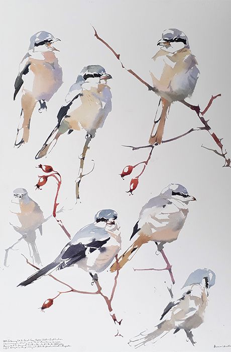 goede weergave van kleine vogels Abstract Expressionism Watercolor, Loose Watercolor Birds, Birds Watercolor Paintings, Watercolor Birds Paintings, Watercolor Art Birds, Birds In Watercolor, Bird Watercolor Art, Watercolour Bird, Light Watercolor