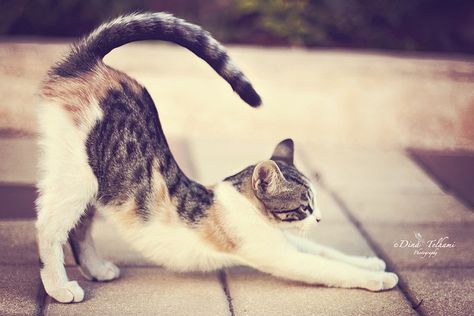 Cat Reference Photo, Cats Stretching, Stretching Cat, Cat Stretching, Cat Anatomy, Frida Art, Stray Cats, Cat Reference, Muscles In Your Body