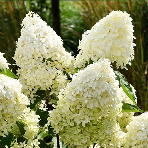 Panicle hydrangea (Hydrangea paniculata) Care Guide. The panicle hydrangea is native to Japan and China. It is commonly used as a winter cultivated flower due to its hardiness. This small tree can grow between 91 cm and 5 m with a maximum diameter of 2.5 m. Its leaves contain cyanide and should not be ingested. Hydrangea Paniculata Phantom, Full Sun Shrubs, Hydrangea Tree, Bigleaf Hydrangea, Types Of Shrubs, Smooth Hydrangea, Panicle Hydrangea, Limelight Hydrangea, Bush Plant