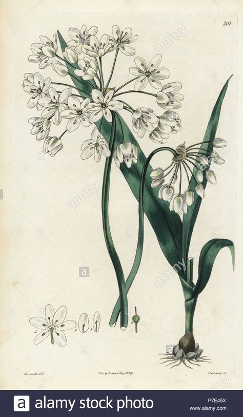 Naples garlic or Neapolitan moly, Allium neapolitanum. Handcoloured copperplate engraving by Weddell after a botanical illustration by Edward Dalton Smith from Robert Sweet's The British Flower Garden, Ridgeway, London, 1827 Stock Photo - Alamy Garlic Flower, A0 Poster, British Flowers, Poster Size Prints, Large Picture Frames, Wonderful Images, Picture Library, Botanical Illustration, Daffodils