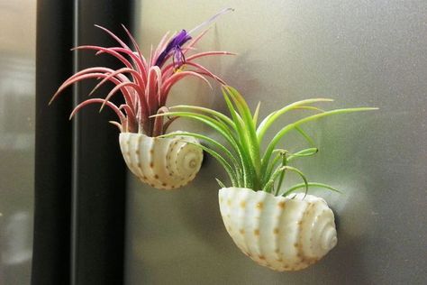 The 31 Cutest and Most Creative DIY planters Types Of Air Plants, Air Plants Diy, Plants Unique, Air Plant Garden, Air Plants Decor, Plant Display Ideas, Plants Hanging, Art Plants, Shell Planter