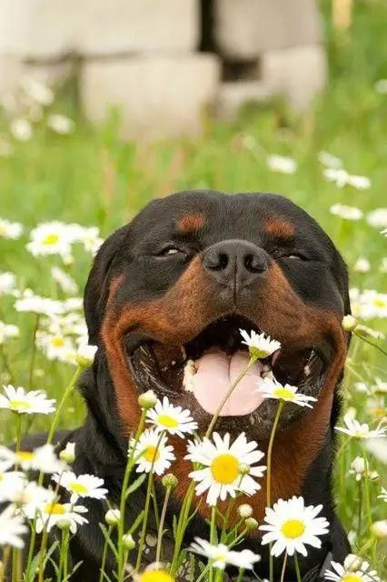 14 Top Photos Of Cheerful Rottweilers - The Paws Pet Wallpaper, Rottweiler Dog Breed, Rottweiler Training, German Dog Breeds, Rottweiler Love, Rottweiler Lovers, Rottweiler Puppies, Rottweiler Dog, West Highland Terrier