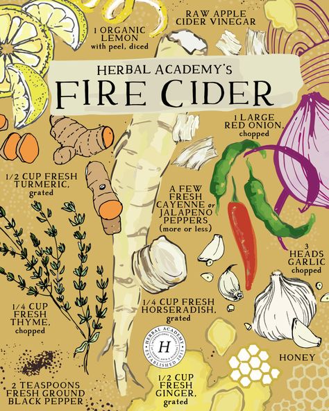 How To Make Homemade Fire Cider (With Video!) – Herbal Academy Fire Cider Recipe, Allium Sativum, Thymus Vulgaris, Zesty Salad, Fresh Horseradish, Herbal Academy, Zingiber Officinale, Raw Apple Cider Vinegar, Fire Cider