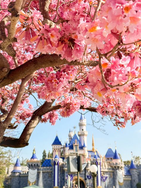 Spring Disney Wallpaper, Flowers And Trees Disney, Pink Disney World Aesthetic, Disneyland Spring, Disneyland Hd Wallpaper, Disneyland Paris Pink Aesthetic, Castle Disney, Disneyland Photography, Disney Photography