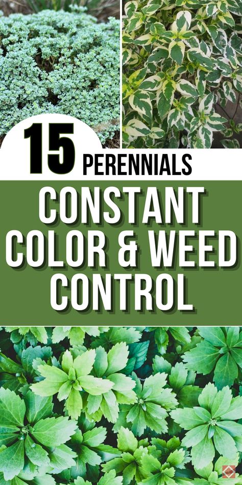 Keep your garden bright and weed-free with these 15 evergreen perennials. Known for their rich color and hardy growth, these plants provide natural weed suppression and low-maintenance beauty throughout the year. From ground covers to flowering evergreens, each option offers a touch of vibrancy while reducing the time spent weeding. Save this pin for ideas on creating a colorful, evergreen garden that stays beautiful and manageable season after season. Plants For Arizona Heat, Ground Cover That Chokes Out Weeds, Flowering Evergreens, Flowering Ground Cover Perennials, Evergreen Ground Cover Plants, Ground Cover Flowers, Evergreen Perennials, Liriope Muscari, Evergreen Groundcover