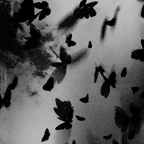 Black Butterflies Aesthetic, Black And White Photograph, Gray Aesthetic, Black Aesthetic Wallpaper, Black Butterfly, Black And White Aesthetic, Dark Photography, Butterfly Wallpaper, Pics Art