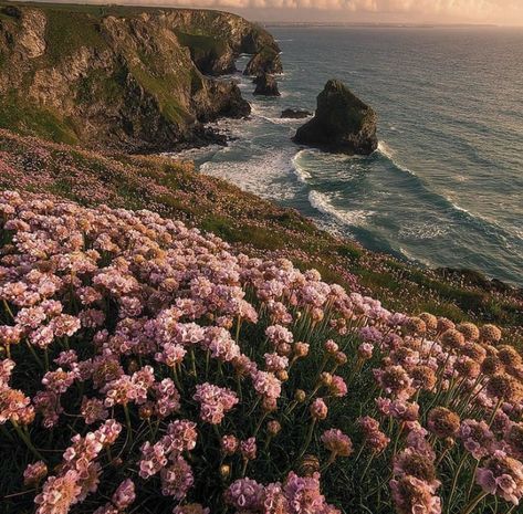 pink and orange aesthetic flower field on the beach on a cliff Flower Field Aesthetic, Field Aesthetic, By The Ocean, Flower Field, The Ocean, Flowers, Pink