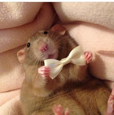 Ray holding bow Rattus Rattus, Funny Rats, Fancy Rat, Cute Rats, A Rat, Rat Terriers, Pet Rats, Little Critter, Silly Animals