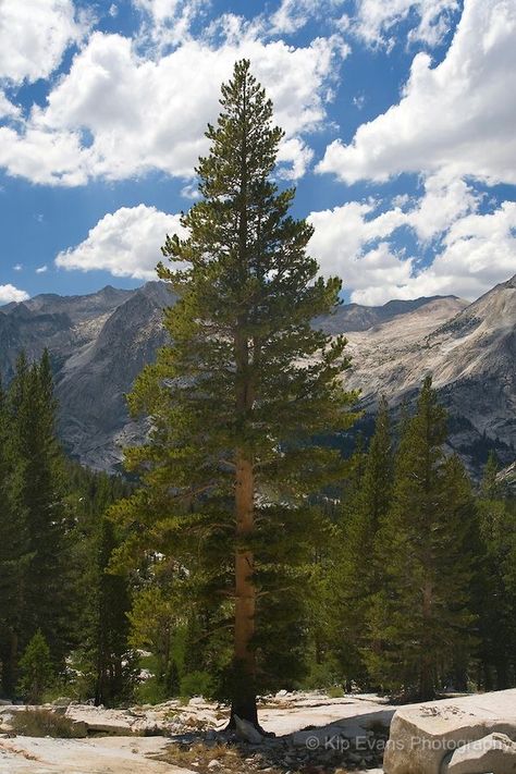 Lodge Pole Pine Tree (Pinus contorta) Sierra Mountains California Sierra Mountains California, Mountains California, Evergreen Landscape, Sierra Mountains, Pine Tree Tattoo, Forest Plants, Nature Hikes, Tree Photography, Evergreen Trees