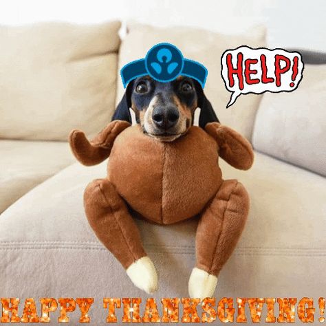 Happy Thanksgiving turkey dog via GIPHY  gif help Turkey Dogs, Dog Thanksgiving, Cute Dog Pictures, Funny Dachshund, Weenie Dogs, Silly Dogs, Dachshund Lovers, Dachshund Puppies, Dog Costumes