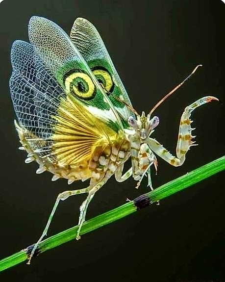 Macro-Photography - Spiny Flower Mantis. - Imgur Spiny Flower Mantis, Flower Mantis, Weird Insects, Cool Insects, Cool Bugs, Beautiful Bugs, Praying Mantis, Creepy Crawlies, Arthropods