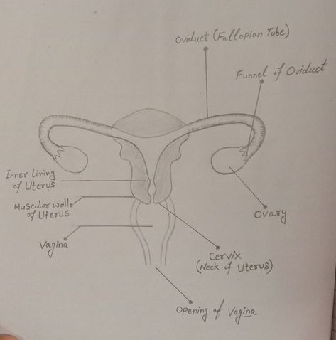 Female Reproductive System Diagram Female Reproductive System Drawing, Female Reproductive System Diagram, Female Reproductive System Anatomy, Female Reproductive Anatomy, Biology Drawing, The Reproductive System, Science Drawing, Front Page Design, Biology Facts