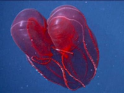 Real Monstrosities: Bloodybelly Comb Jelly Comb Jellyfish, Comb Jelly, Jellyfish Species, Sea Jellies, Marine Organism, Aqua Culture, Red Jelly, Monterey Bay Aquarium, Life Aquatic