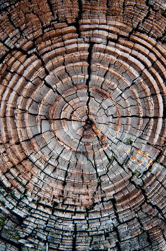 Tree Bark Texture, Alcohol Free Fragrance, Geometric Nature, Tree Textures, Natural Structures, Photo Texture, Texture Photography, Unique Trees, Cedar Wood