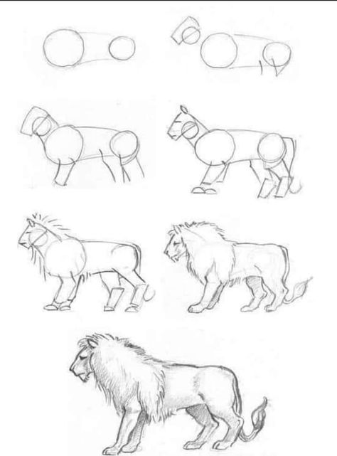 Lion Anatomy Drawing, Kids Drawing Easy, Lion Drawing Simple, Drawing Easy Step By Step, Lion Sketch, Lion Drawing, Drawing Tutorials For Kids, Bio Art, Princess Drawings