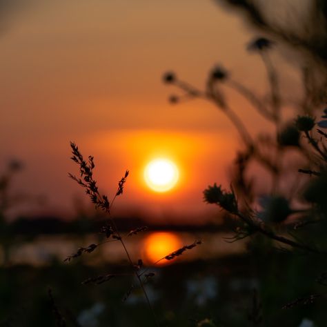 Sun Set And Sun Rise Paintings, Evening Sun Set Images, Sun Rise And Sun Set, Sunset In Grass Field, Sunflower Evening Sun, Cute Sun, Cute Black Wallpaper, Website Backgrounds, Green Landscape