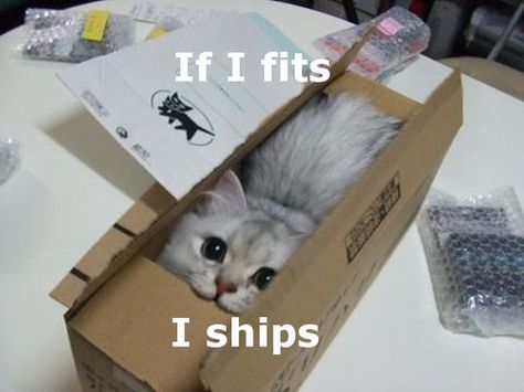 If it fits, i ships funny cute memes cat meme funny quote funny quotes humor humor quotes funny pictures Sneak Attack, Cat Anime, Cat Box, Cute Kittens, Drawing Tutorials, Anime Boys, Black Cats, Crazy Cat Lady, 귀여운 동물