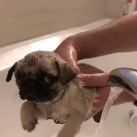 Pug Gifs, New Puppy Checklist, Funny Pugs, Warm Aesthetic, Barking Dog, Dog Selfie, Cute Gifs, Puppy Lover, Pugs Funny