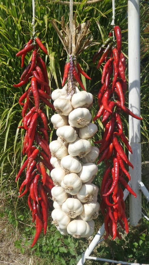 Garlic +Chilli Dried Chillies Hanging, Hanging Chili Peppers, Cute Nails Black, Gel Nail Art Ideas, Chili Peppers Decor, Chilli Plant, Grow Nails Faster, Fall Nail Inspo, Nails Health