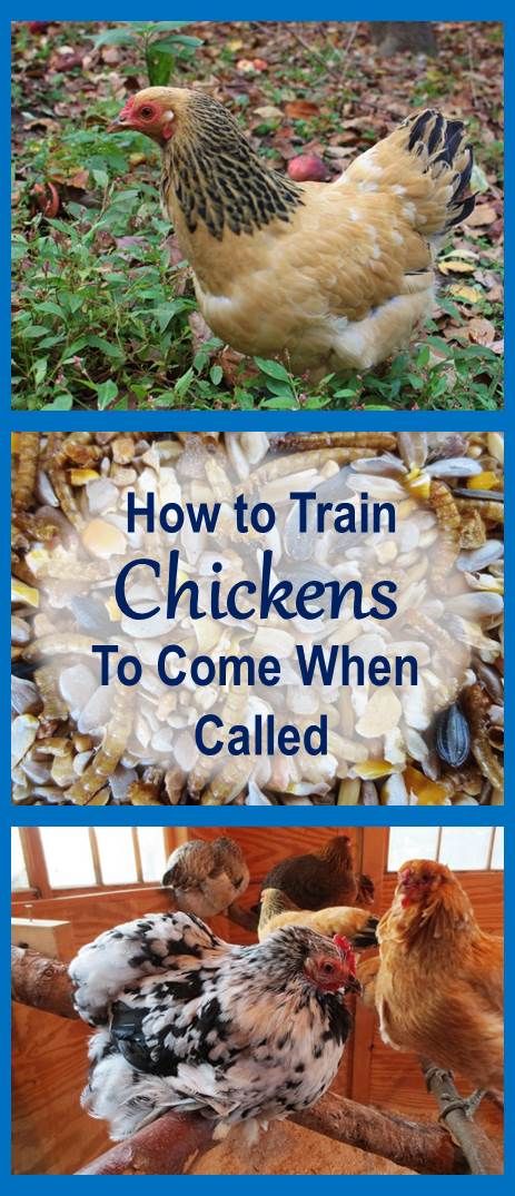 Train your chickens to come when called, so you can let them out and get them in anytime you want. Also enables you to call them to safety when predators lurk. If you have multiple flocks, you can train each to come to a different call. Very helpful when you have new pullets free ranging with old flock and need to get each flock to its own coop. Training Chickens, Backyard Chicken Farming, Raising Backyard Chickens, Red Hen, Keeping Chickens, Building A Chicken Coop, Chicken Coop Plans, Backyard Chicken Coops, Chickens And Roosters