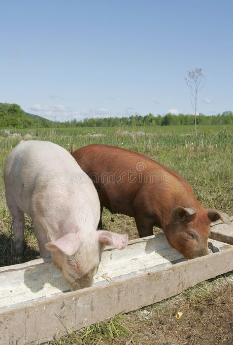 Pigs eating. A couple of pigs eating in a trough together , #Ad, #eating, #Pigs, #couple, #trough, #pigs #ad Pigs Eating, Hippopotamus, Pigs, A Couple, Photo Image, Stock Images, Stock Photos, Animals